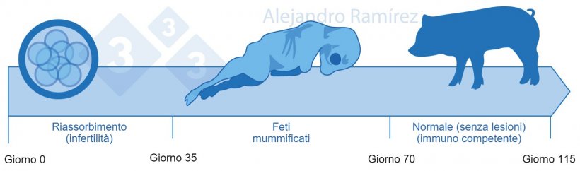 Infertilit&agrave; e feti mummificati da Parvovirus.
